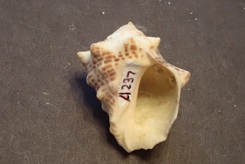 Vasula speciosa