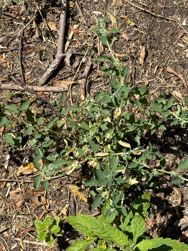 iNaturalist observation photo of sprawling saltbush