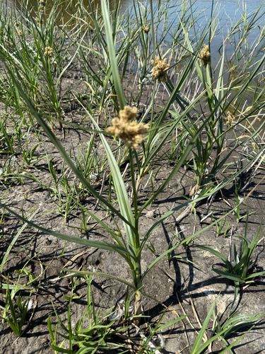 iNaturalist observation photo of saltmarsh bulrush