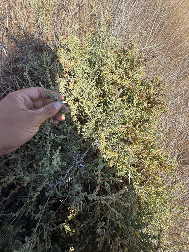 iNaturalist observation photo of big saltbush