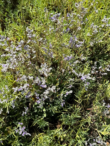 iNaturalist observation photo of Algerian sea lavender