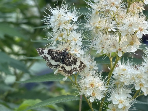 Spear-marked and White-banded Black Moths photo 5