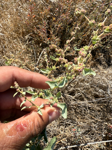 iNaturalist observation photo of big saltbush
