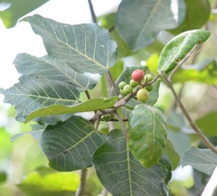 Ficus trichopoda