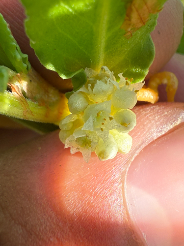 iNaturalist observation photo of Field Dodder