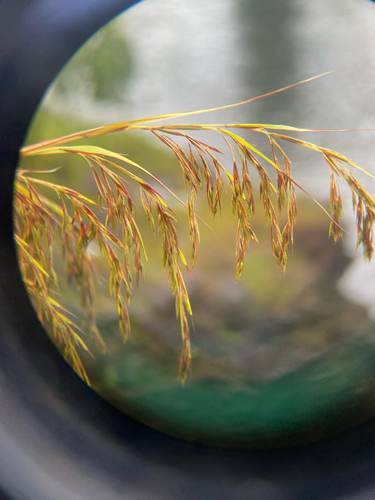 Themeda villosa