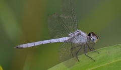 Chalcostephia flavifrons