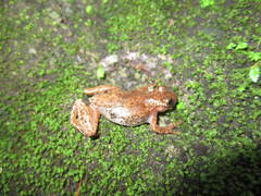 Exerodonta smaragdina