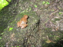 Exerodonta smaragdina