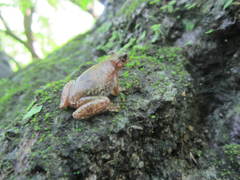 Exerodonta smaragdina