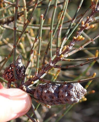 nabiac casuarina (Allocasuarina simulans)