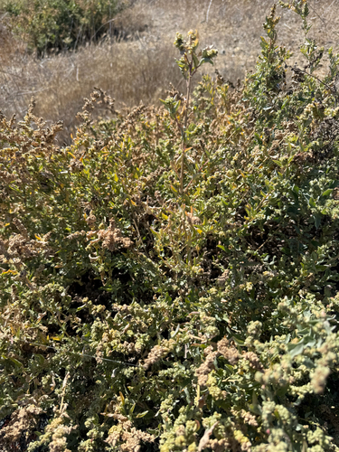 iNaturalist observation photo of big saltbush