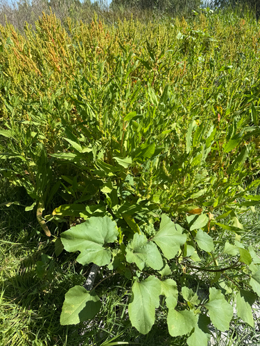 iNaturalist observation photo of golden dock
