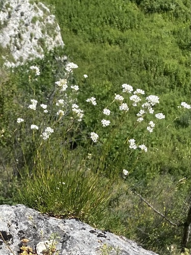Caucasian baby's breath (Gypsophila tenuifolia)