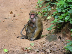 Macaca sinica