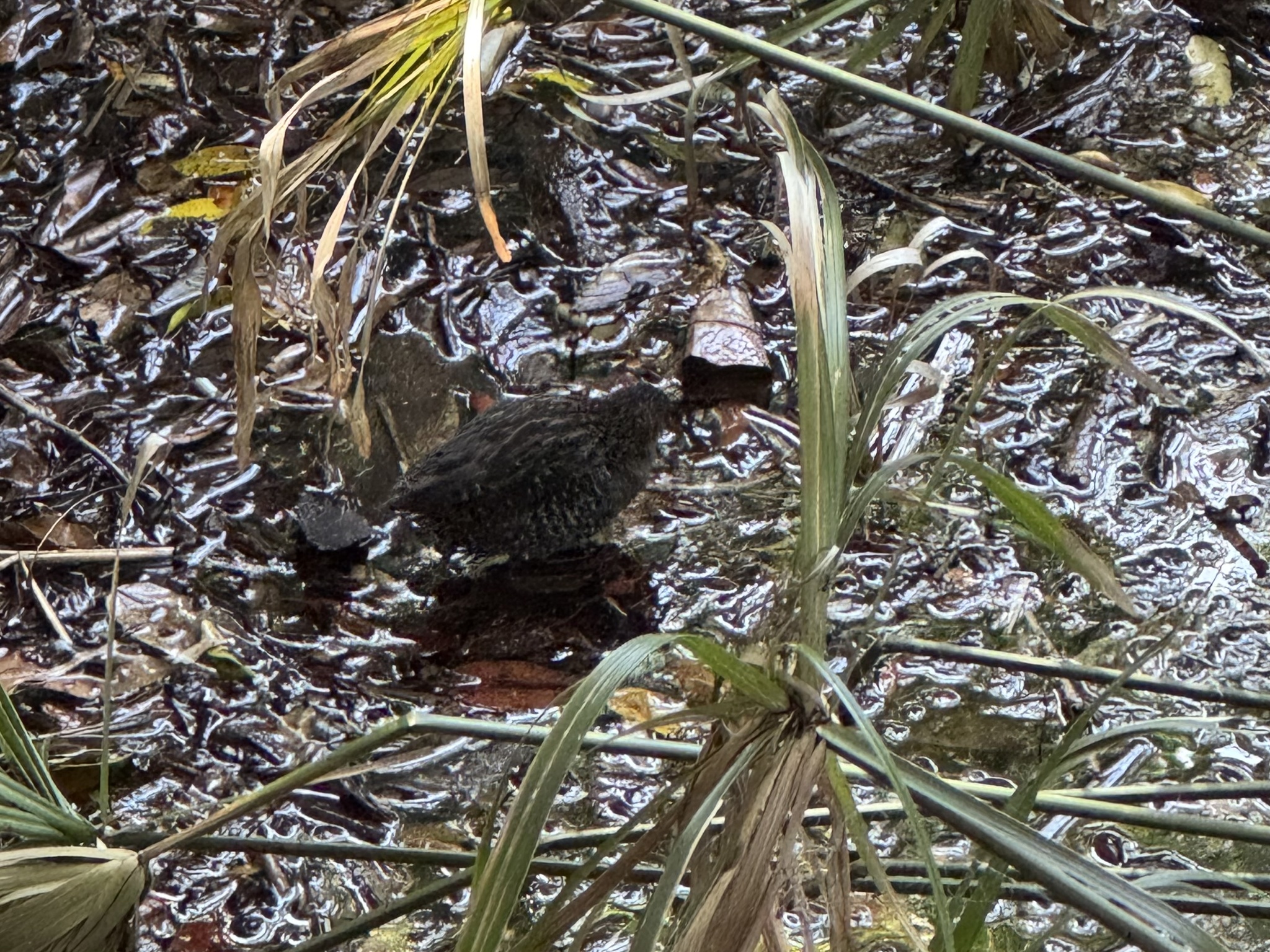 Lewin's Rail (Lewinia pectoralis), photo 8