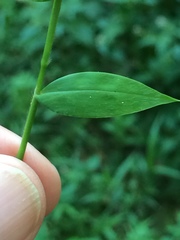 Pseudechinolaena polystachya