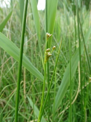 Juncus subnodulosus