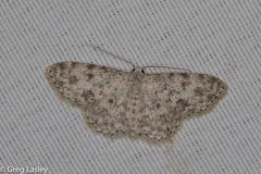 Scopula plantagenaria