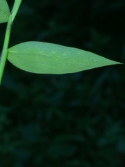 Pseudechinolaena polystachya