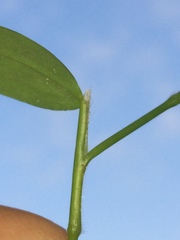 Pseudechinolaena polystachya