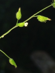 Pseudechinolaena polystachya
