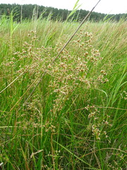Juncus subnodulosus