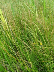 Juncus subnodulosus