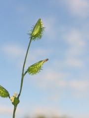 Pseudechinolaena polystachya