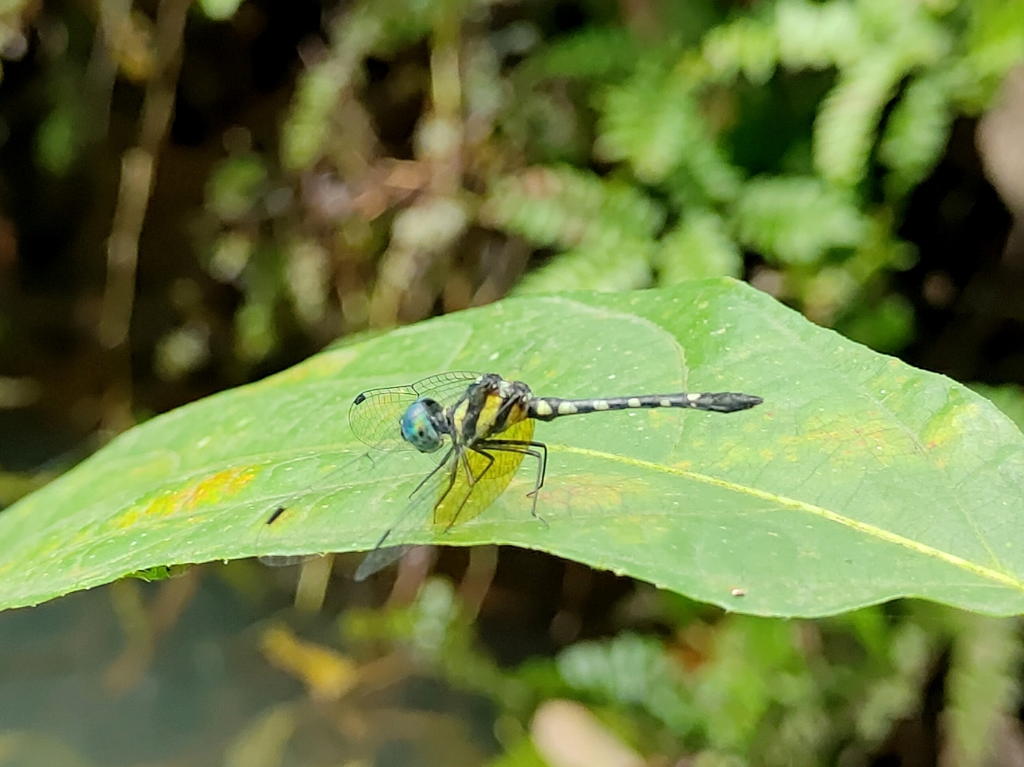 Pigmy Skimmer