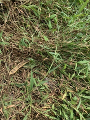 Microstegium vimineum