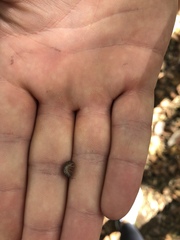 Armadillidium vulgare