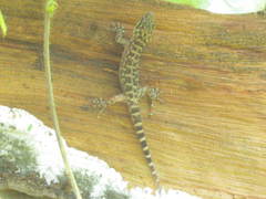 Phyllodactylus lanei