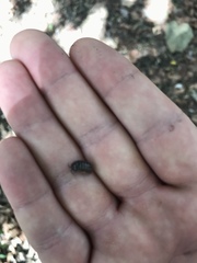 Armadillidium vulgare
