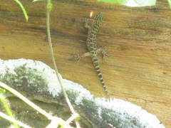 Phyllodactylus lanei