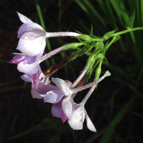 Phlox amoena ssp. lighthipei