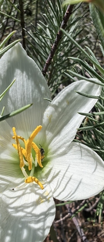 Zephyranthes alba, photograph 2