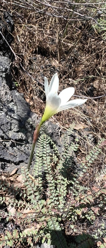 Zephyranthes alba