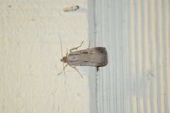 Tathorhynchus exsiccata