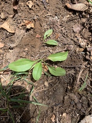 Plantago