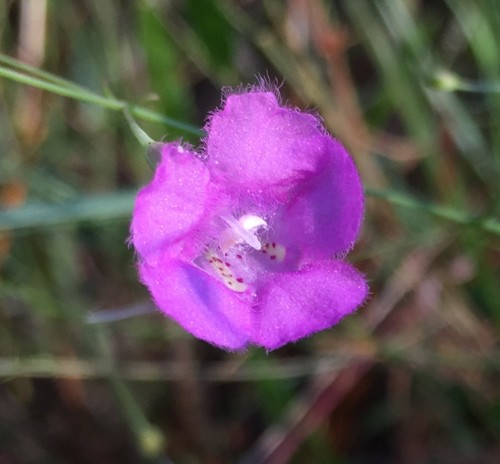 twoline false foxglove (Agalinis laxa)