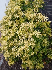 Pieris