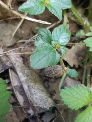 Armadillidium nasatum