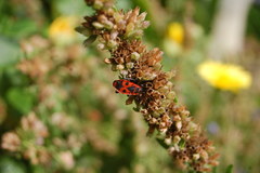 Pyrrhocoris apterus