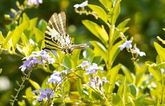 Graphium antiphates