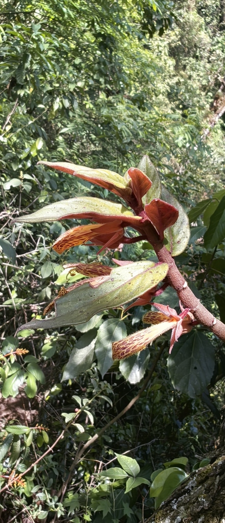 Columnea schiedeana 2