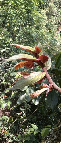 Columnea schiedeana, photograph 1
