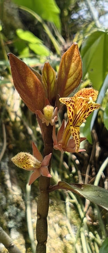 Columnea schiedeana, photograph 2