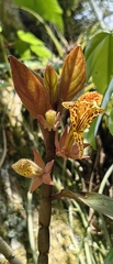 Columnea schiedeana, photograph (c) Leonardo O. Alvarado Cárdenas, some rights reserved (CC BY)