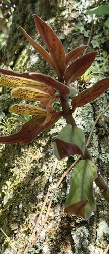 Columnea schiedeana, photograph 3